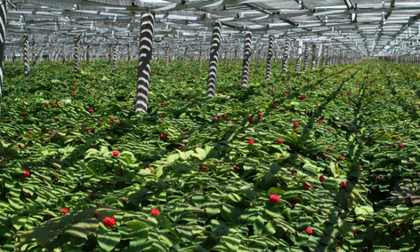 Sâm Wisconsin Hoa Kỳ - loại nhân sâm được trồng thuần khiết nhất trên thế giới
